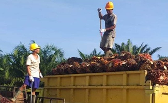 Apkasindo Selama 2021 Perkuat Daya Saing Sawit Rakyat Melalui 5 Aspek