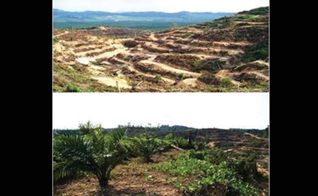 Cara Mengelola Kebun Sawit di Lahan Berbukit, Hasil Produksi Tetap Tinggi