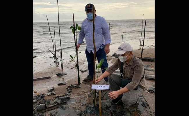 GAPKI Komit Jaga Lingkungan, Ikut Tanam Mangrove di Kalteng