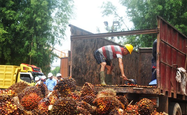 Harga TBS Sawit Jambi Periode 10-16 Desember 2021 Turun Tipis Jadi Rp 3.365,71/Kg