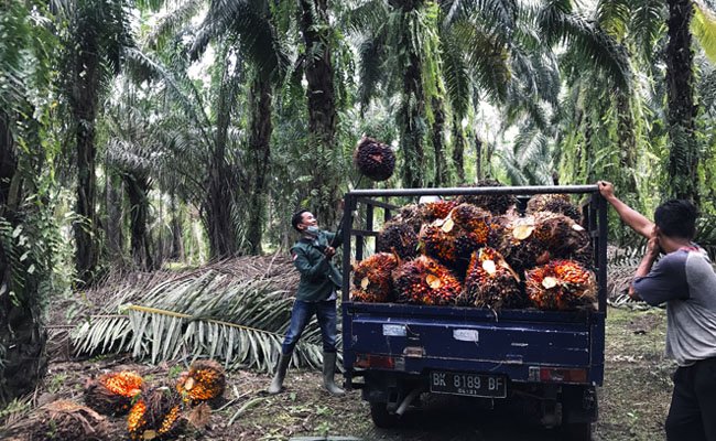 Harga TBS Sawit Riau Periode 15-21 Desember 2021 Naik Jadi Rp 3.401,84/Kg
