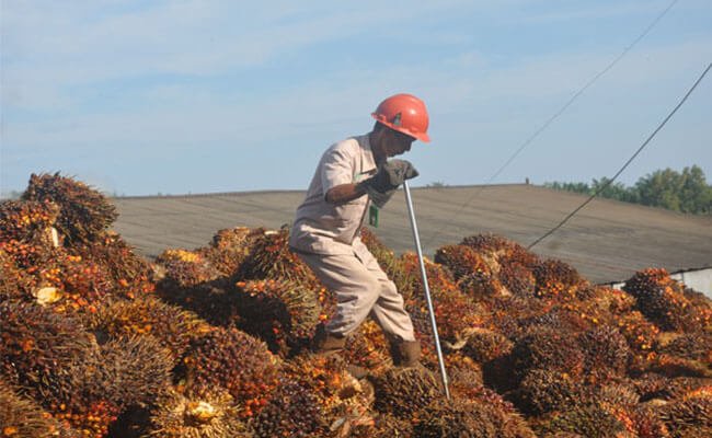 Harga TBS Sawit Sumut Periode 15-21 Desember 2021 Turun, Ditetapkan Rp 3.346,96/Kg
