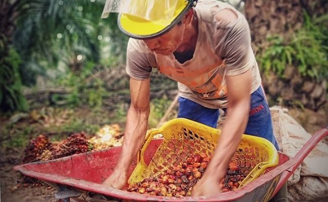 Menghitung Keekonomian Brondolan Sawit