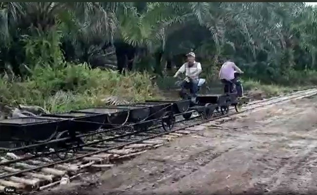 Odong-odong Pelangsir Buah Sawit, Bisa jadi Pilihan Ekonomis di Areal Rawa