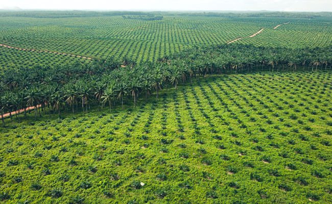Pertumbuhan PNBP Terdongkrak Menyusul Harga sawit dan Minerba yang Melonjak