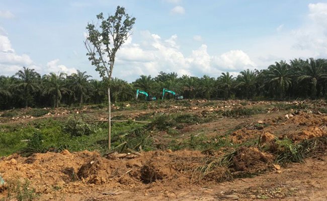 Petani Sawit Sambut Baik Revisi Payung Hukum PSR