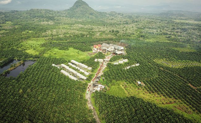 Sawit Dipastikan Telah Terapkan Praktik Berkelanjutan