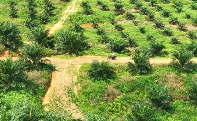 Sawit Dituntut Turut Dalam Pembenahan Lingkungan