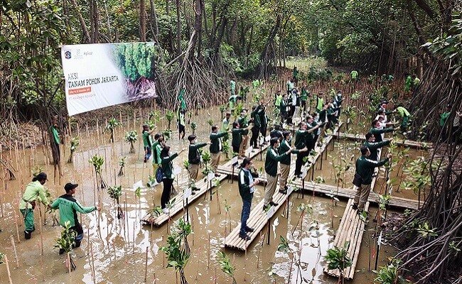 Selamatkan Mangrove, Apical Group Gandeng Pemerintah DKI Jakarta