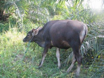 DPRD Kotabaru Harapkan Program Integrasi Sawit-Sapi Berjalan  