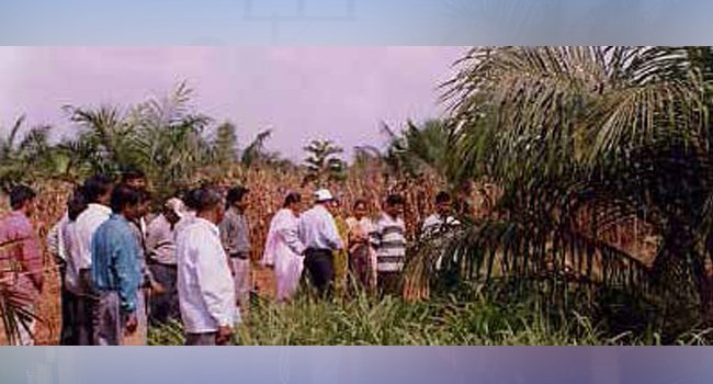 INFO PETANI : TEKNIK BUDIDAYA TUMPANG SARI  BANTU LINDUNGI  KERAGAMAN HAYATI