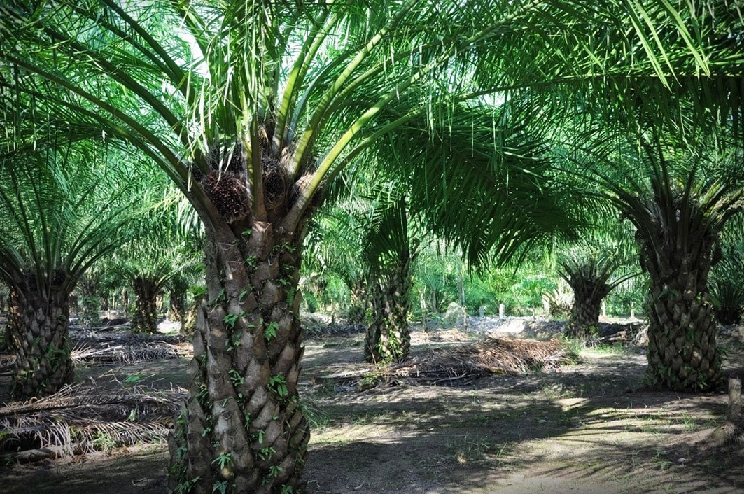 Masuki Pasar Global, Petani Wajib ISPO  
