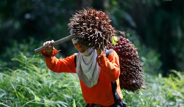Pembangunan Kebuna Plasma Kutim Jadi Model Nasional