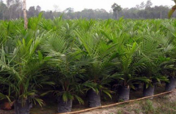 Petani Sawit Di Sulbar Keluhkan Peredaran Bibit Palsu