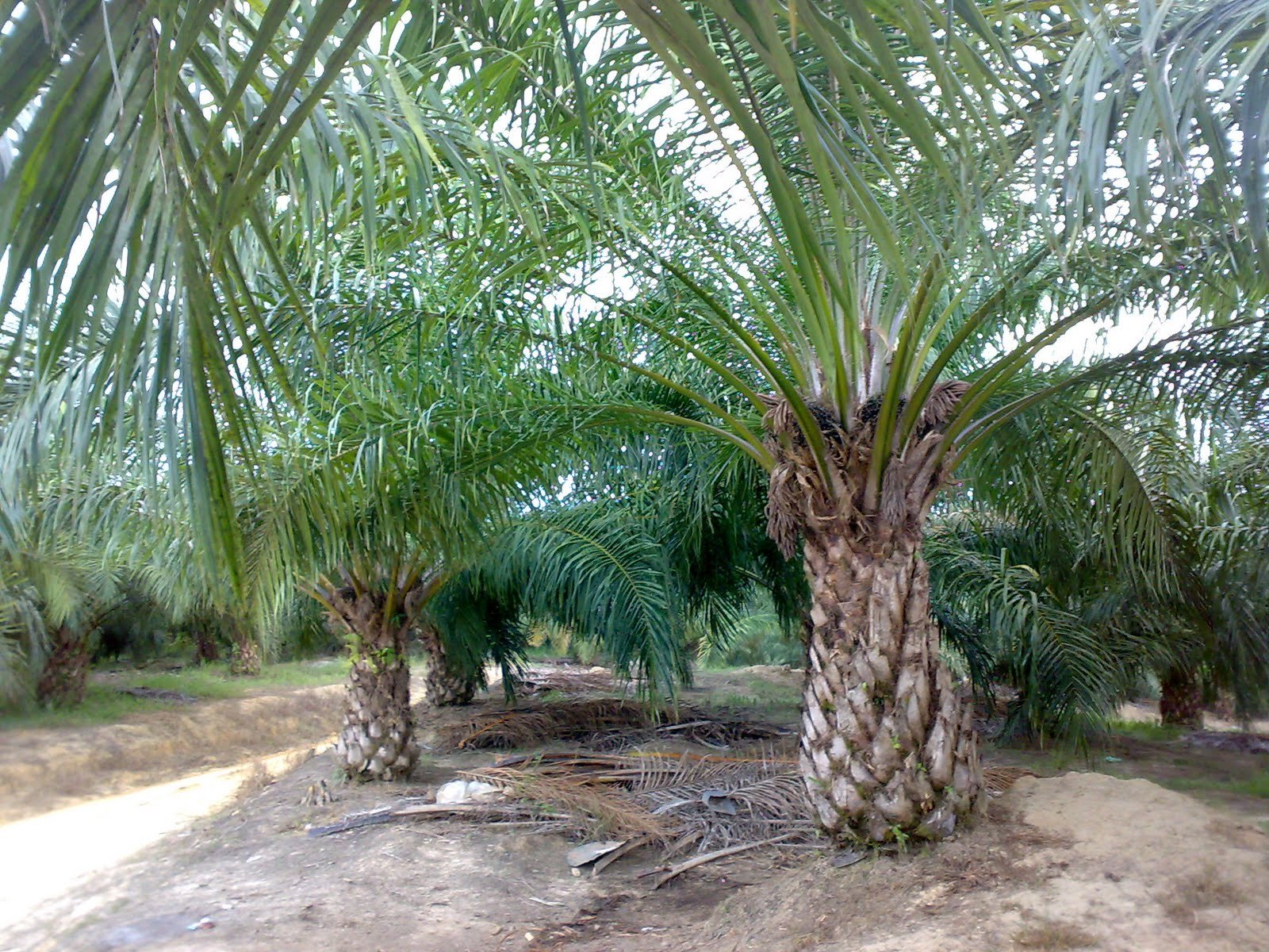 Sawit Berperan Strategis Pembangunan Biofuel    