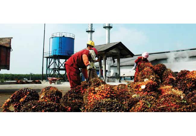 INFO PETANI : HARGA TBS PETANI  TERUS TERGERUS 