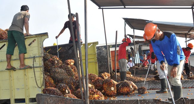 Pekerja Kebun Di Sarawak Didominasi WNI