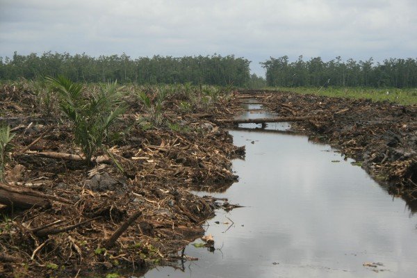 Restorasi Gambut, Kuncinya di Masyarakat Lokal