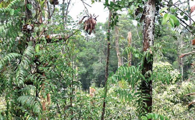 SELAMATKAN HUTAN DI DUNIA