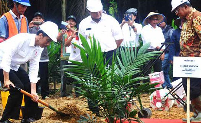 AWAL MENDONGKRAK PRODUKTIVITAS SAWIT RAKYAT
