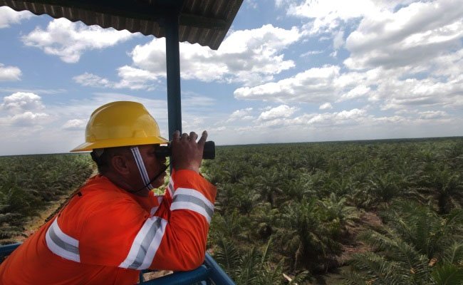 Cegah Kebakaran Lahan, Perkebunan Sawit Gandeng Masyarakat