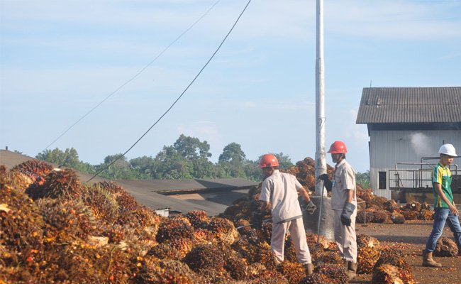 Lobi Indonesia Terkait Kebijakan Sawit Uni Eropa