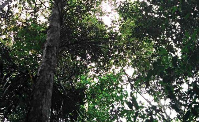 MELEPAS SIMPUL KONFLIK KEPEMILIKAN LAHAN DI KAWASAN HUTAN