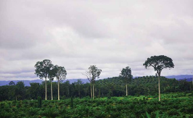 HUTAN TERANCAM PUNAH, JIKA SAWIT TIDAK BERKEMBANG