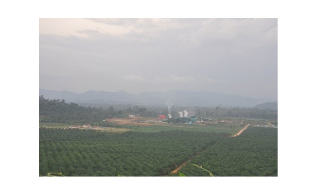 Pengguna Minyak Sawit Dunia Lacak Deforestasi Lewat Satelit
