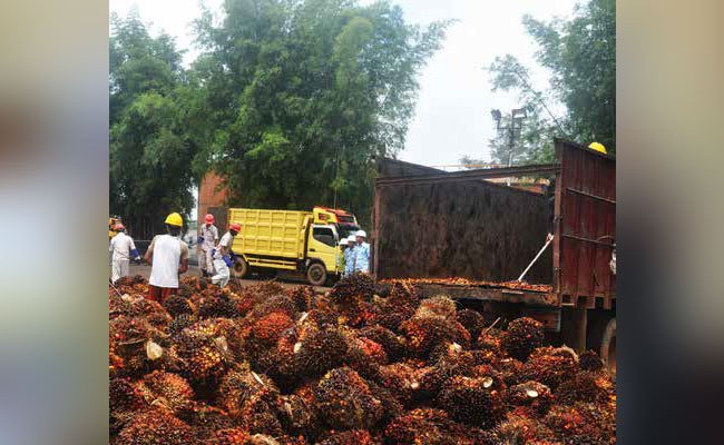 PERKUAT REGULASI HARGA JUAL TBS PETANI