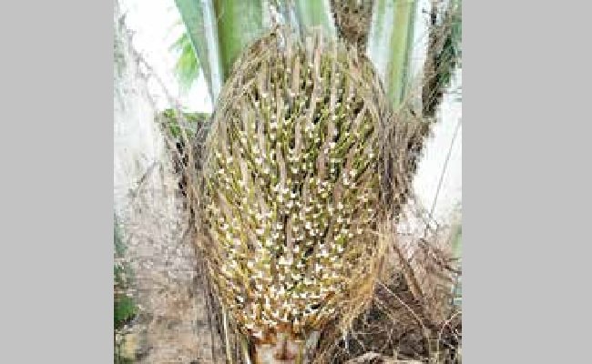 Estimasi Produksi (TAKSASI) Kelapa Sawit