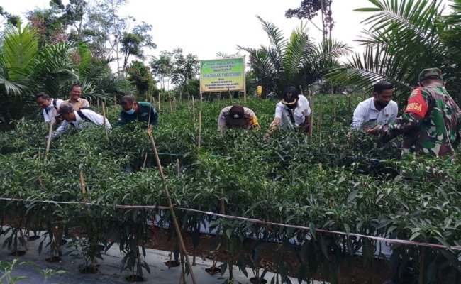 Panen Cabai Merah, Petani Sawit Mitra BGA Group Region Rohul Dongkrak Pendapatan
