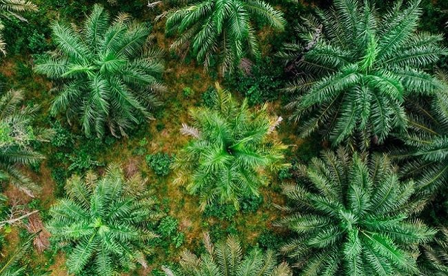 Pantau Risiko Deforestasi di Perkebunan Kelapa Sawit, Sinar Mas Gandeng Satelligence