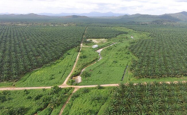ANJ Targetkan Produksi CPO Naik 15% di 2022