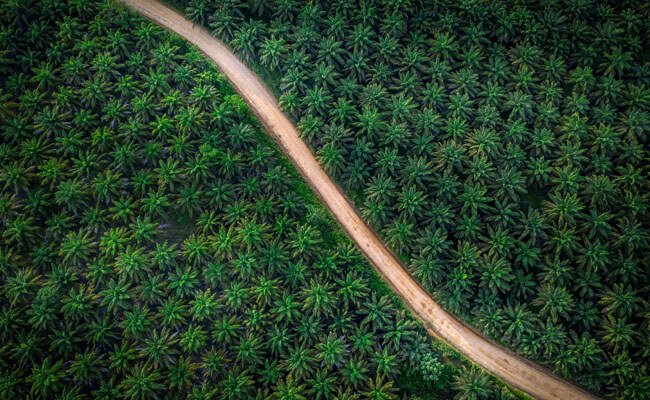 Biar Kebun Sawit Memberikan Fulus Banyak, Ini Kuncinya..