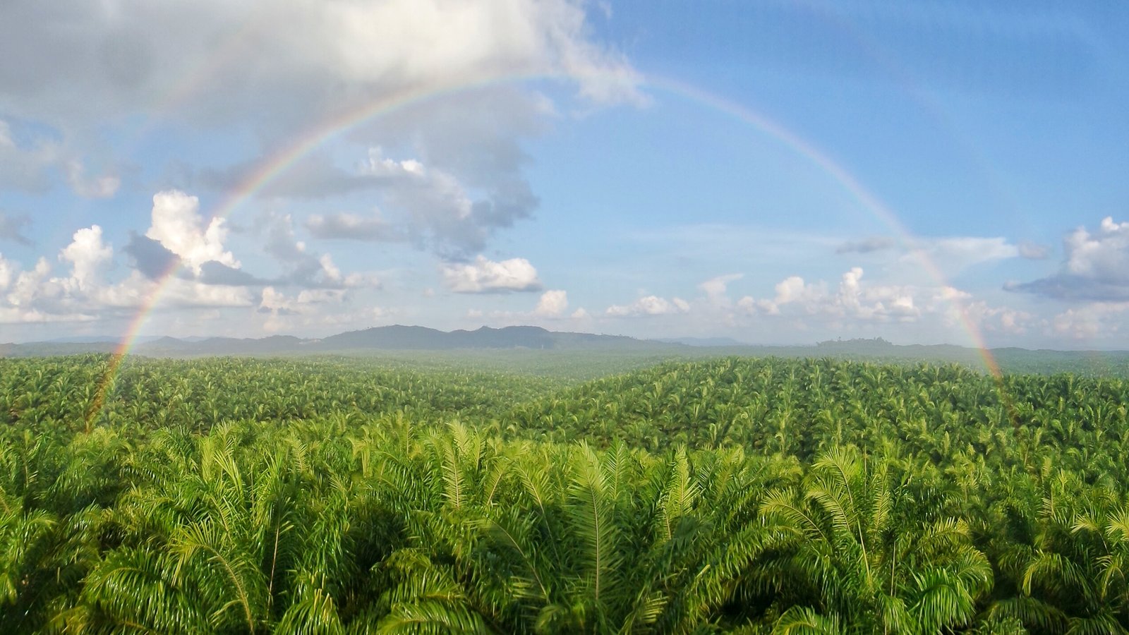 Cadangan Lahan Kelapa Sawit di Kaltim Capai 2,88 juta ha