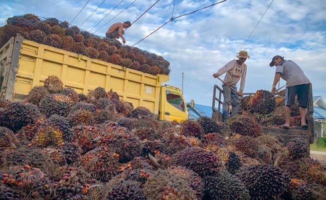 Harga TBS Sawit Jambi Periode 25 Feb – 3 Maret 2022 Naik Rp 121,82/Kg