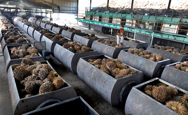 Harga TBS Sawit Kaltim Periode Maret 2022 Naik Rp 144,87/Kg, Berikut Harganya..