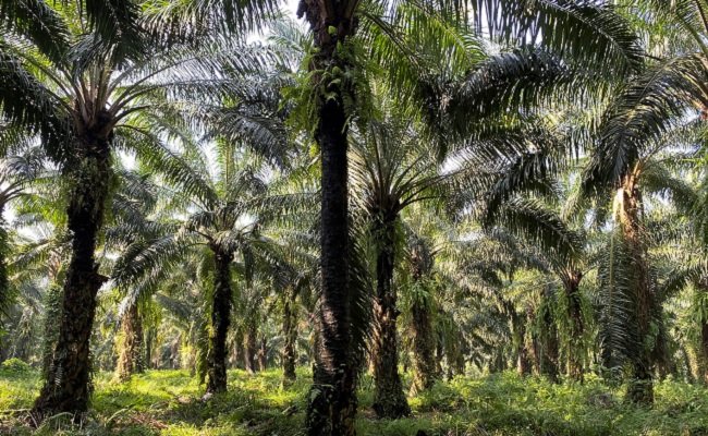 Keterlanjuran Sawit Dalam Kawasan Hutan, KLHK Terapkan Jangka Benah