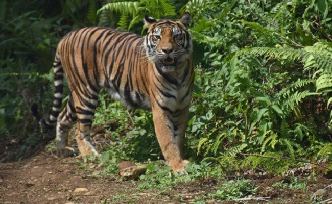 Petani Lagi Panen Sawit Tiba-tiba Diterkam Harimau