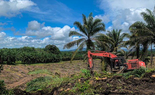 PSR Bertujuan Perbaharui Kebun Sawit Petani Lebih Berkelanjutan