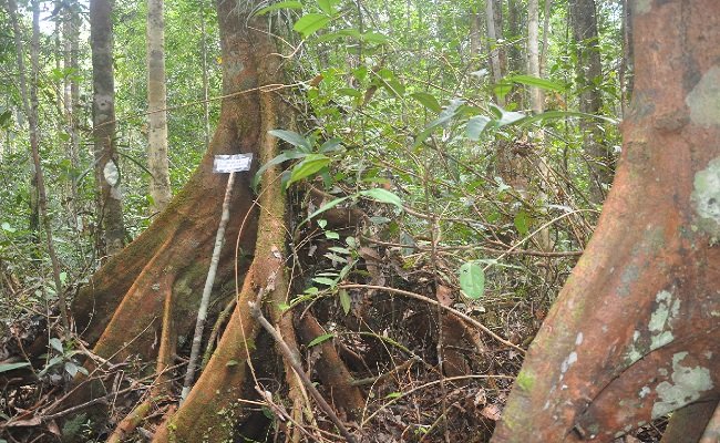 Sengkarut Lahan Sawit 600 ha di Kawasan Hutan di Riau