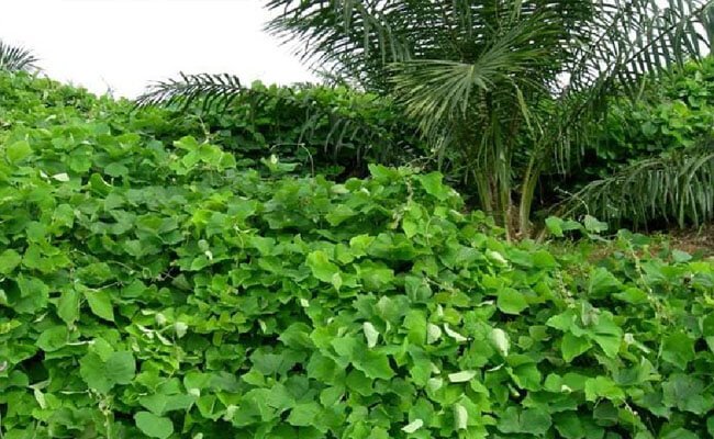 Yuk Mengenal Manfaat Tanaman Penutup Tanah di Kebun Sawit