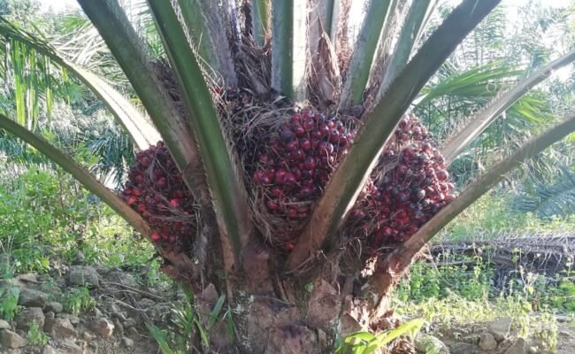 Dari Tanaman Hias hingga Bibit Unggul, Jejak Panjang China Kembangkan Sawit Sendiri