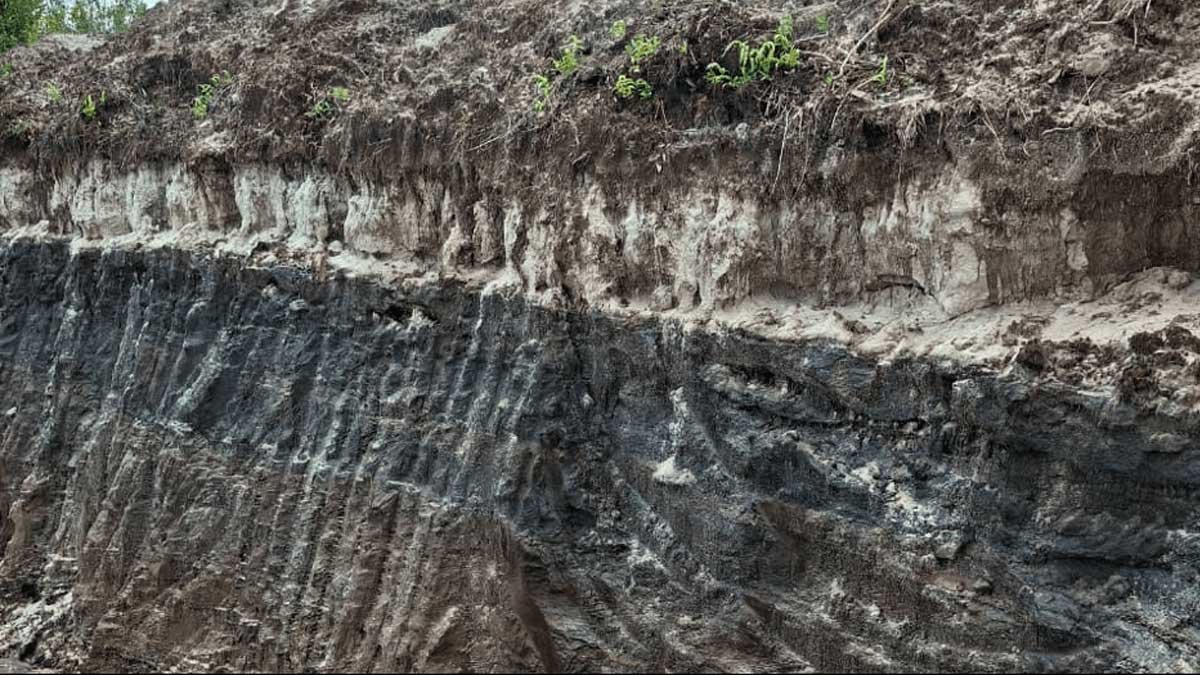 Menaklukkan Tanah “Sulit”: Tantangan Spodosol di Barito Timur