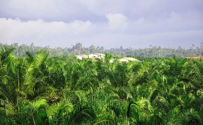 Narasi “4 Juta Hektare Sawit Ilegal” Perlu Diluruskan, Jangan Sampai Menyesatkan