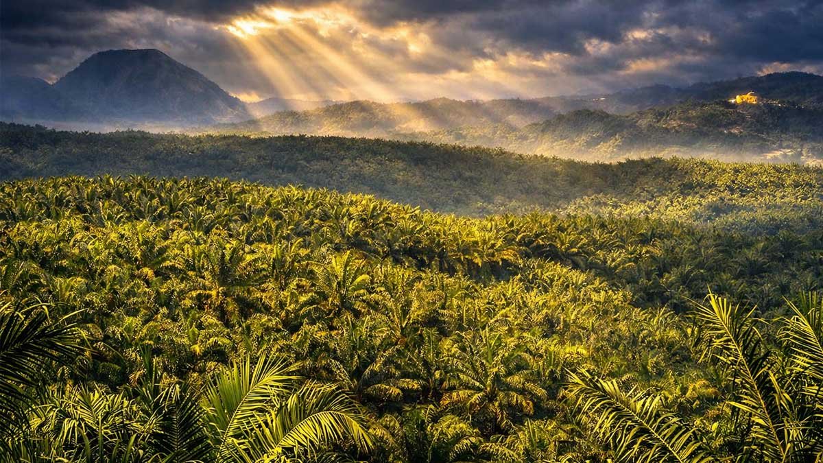 Perkebunan Sawit Berperan dalam Penyerapan Karbon di Daerah Tropis