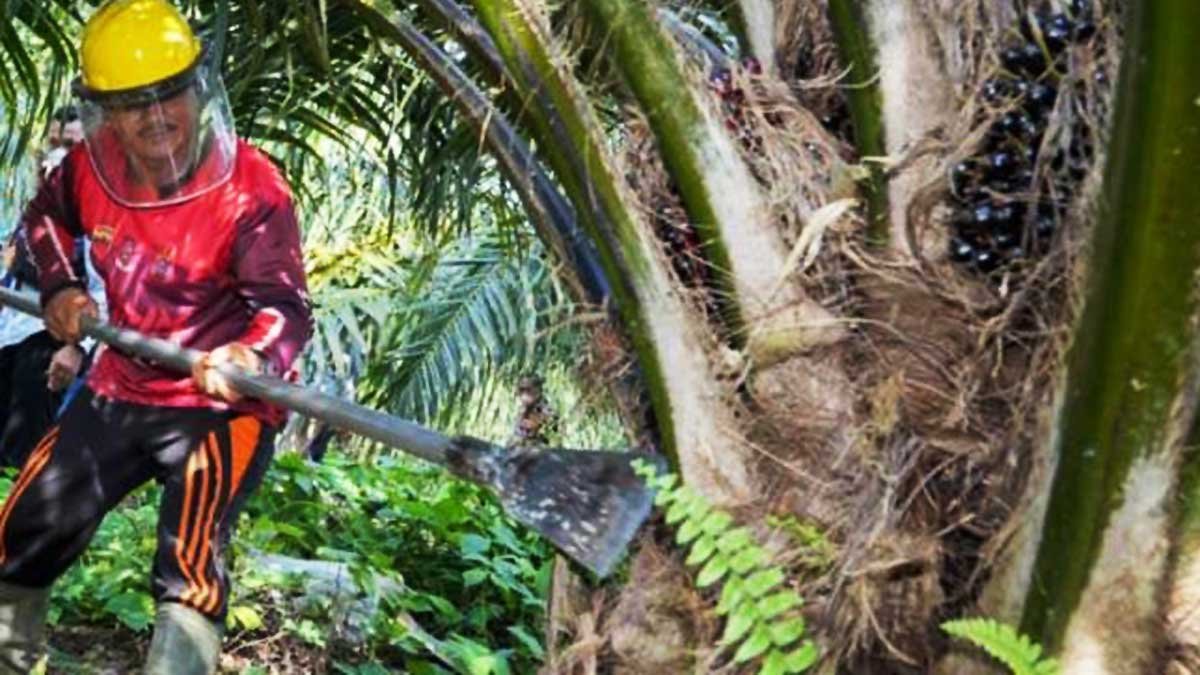 Pola Spiral Daun Sawit Jadi Kunci Produktivitas TBS, Ini Penjelasan Peneliti PPKS