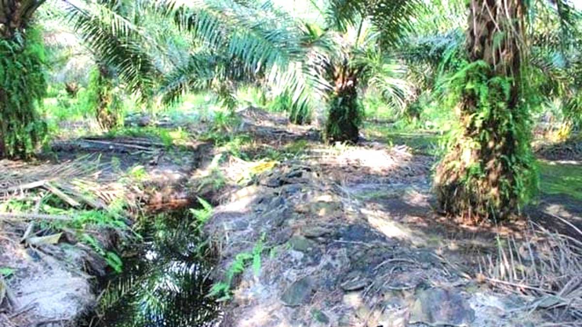 Teknologi Lubang Besar: Strategi Agronomi untuk Sawit Berumur Panjang