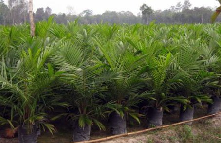 April, Petani Sawit Di Bengkulu Selatan Terima Bibit Unggul 